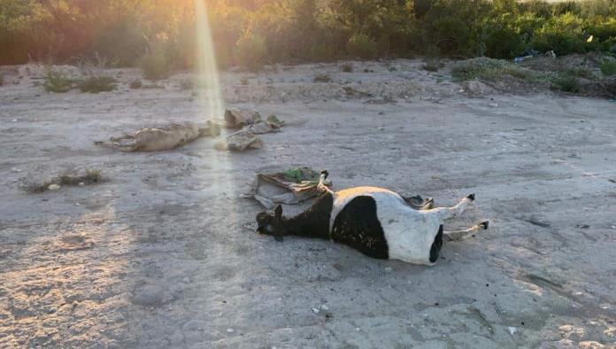 Descubren que oso negro es el asesino