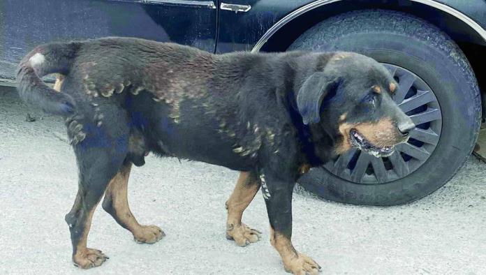 Tiene Monclova a su “Hachiko”