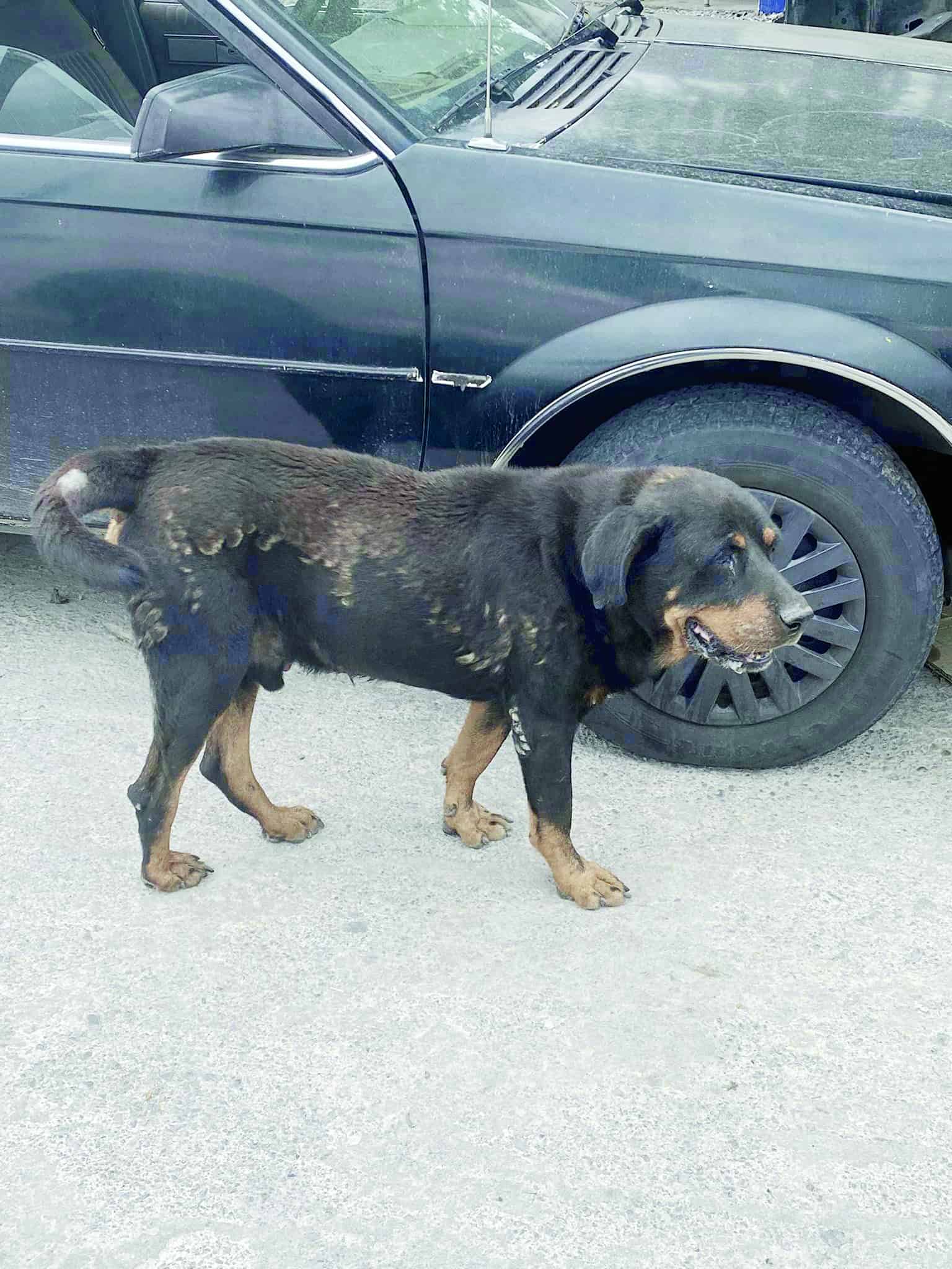 Tiene Monclova a su “Hachiko”
