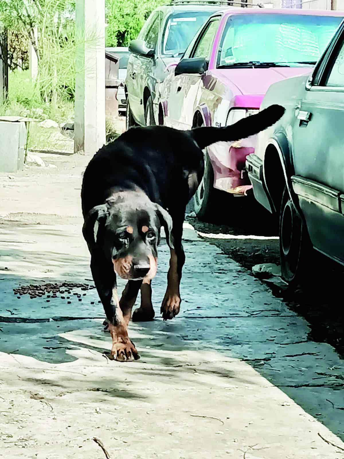 Tiene Monclova a su “Hachiko”