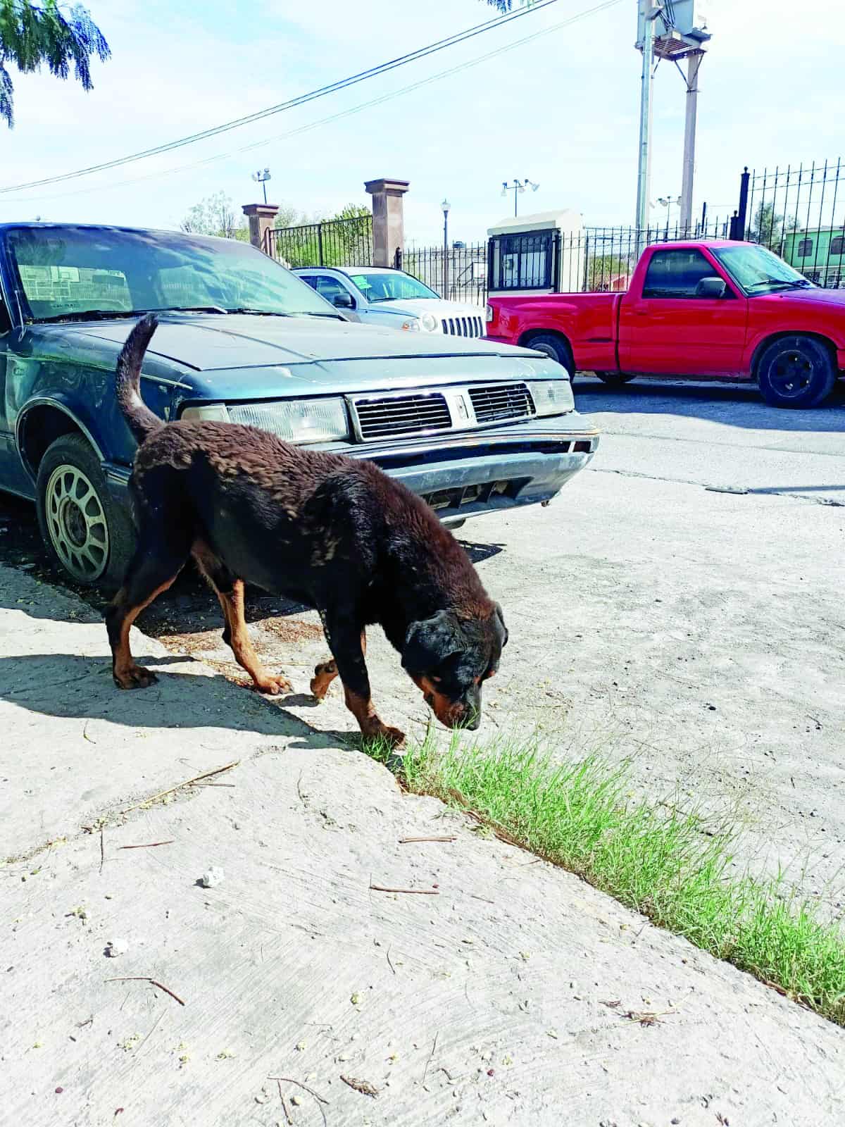 Tiene Monclova a su “Hachiko”