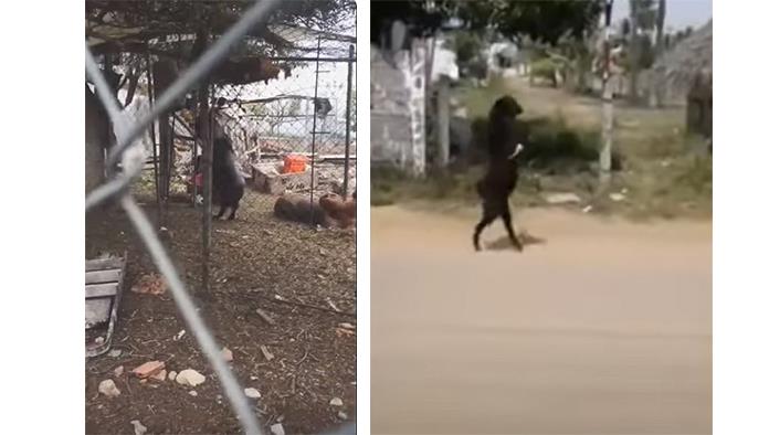 Cabras que caminan como humano se hacen virales. VIDEO
