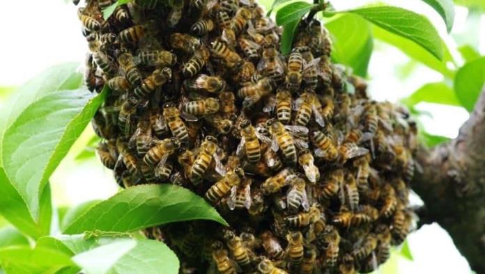Alerta por Enjambre de abejas