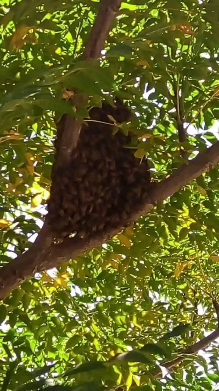 Alerta por Enjambre de abejas