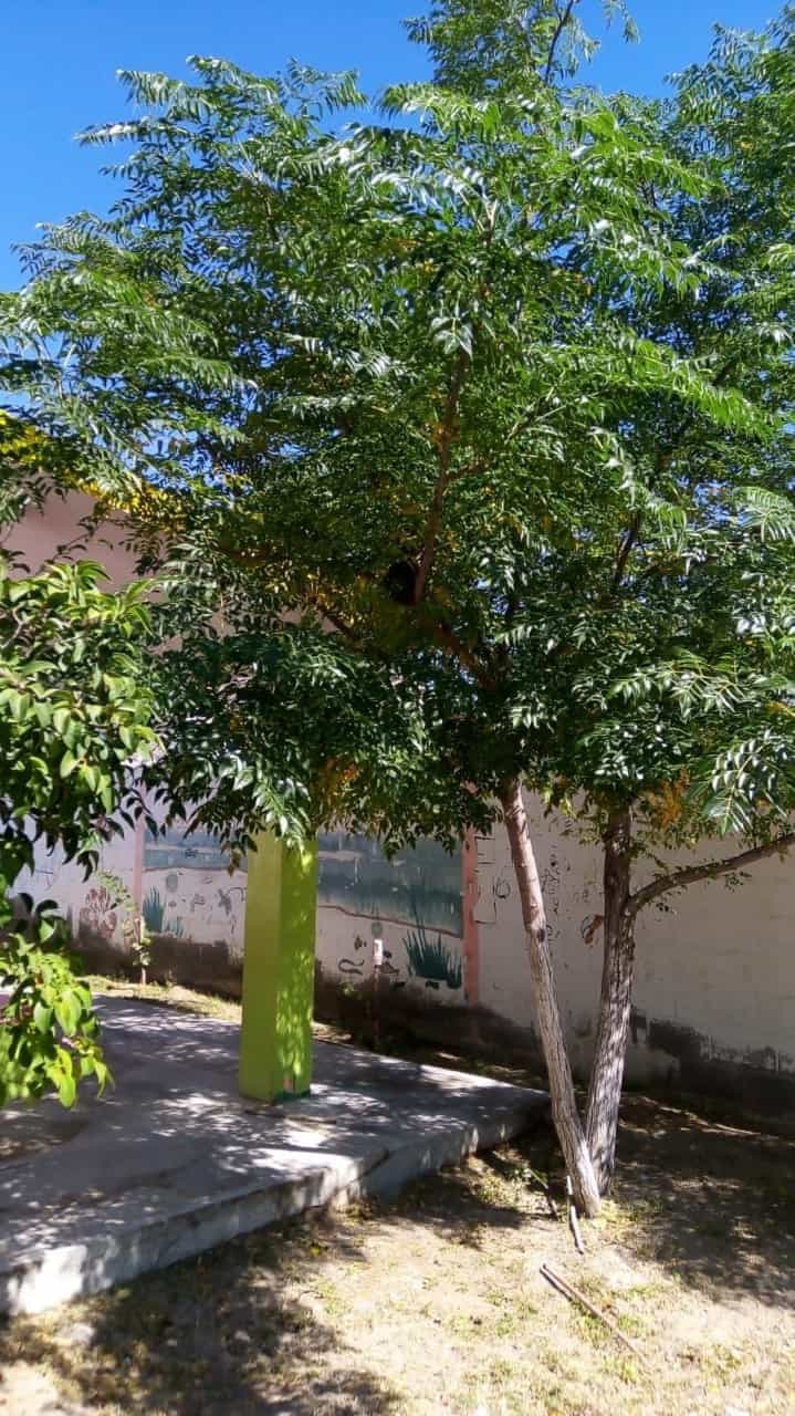 Alerta por Enjambre de abejas