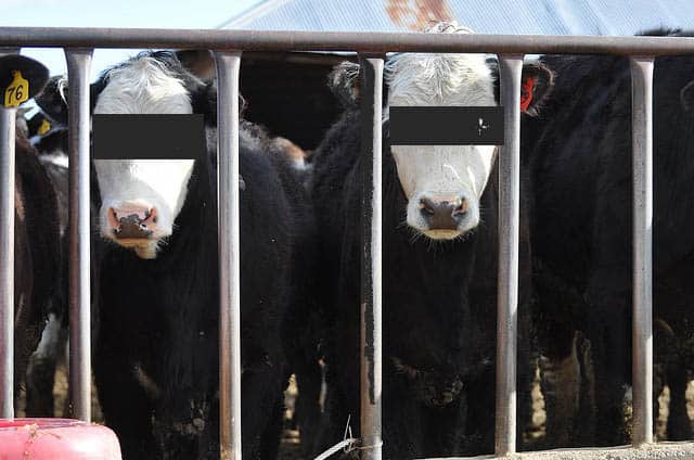 Diez vacas fueron detenidas en Monclova (foto ilustrativa).