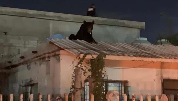 Capturan a oso en la Borja 