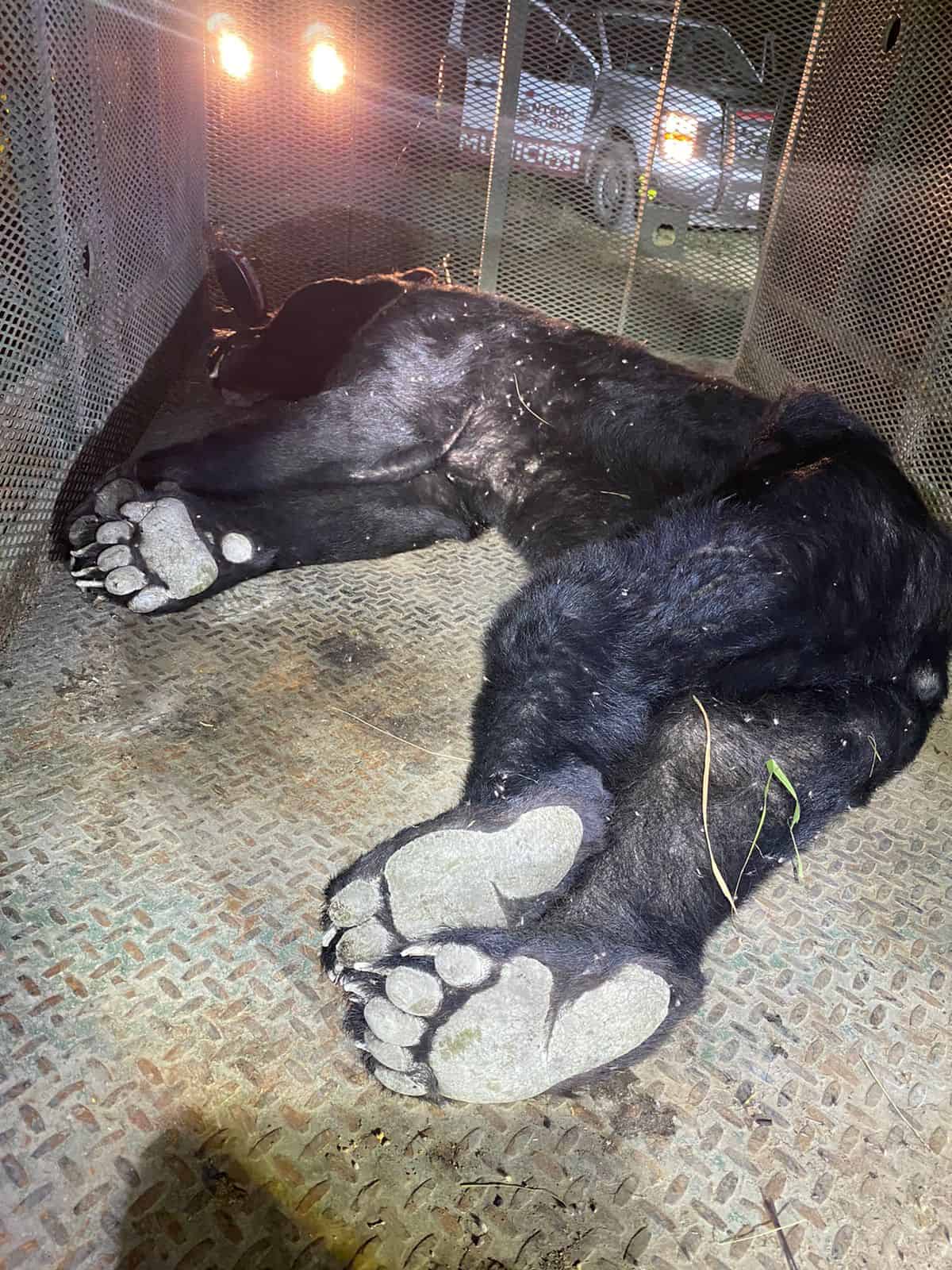 Capturan a oso en la Borja 