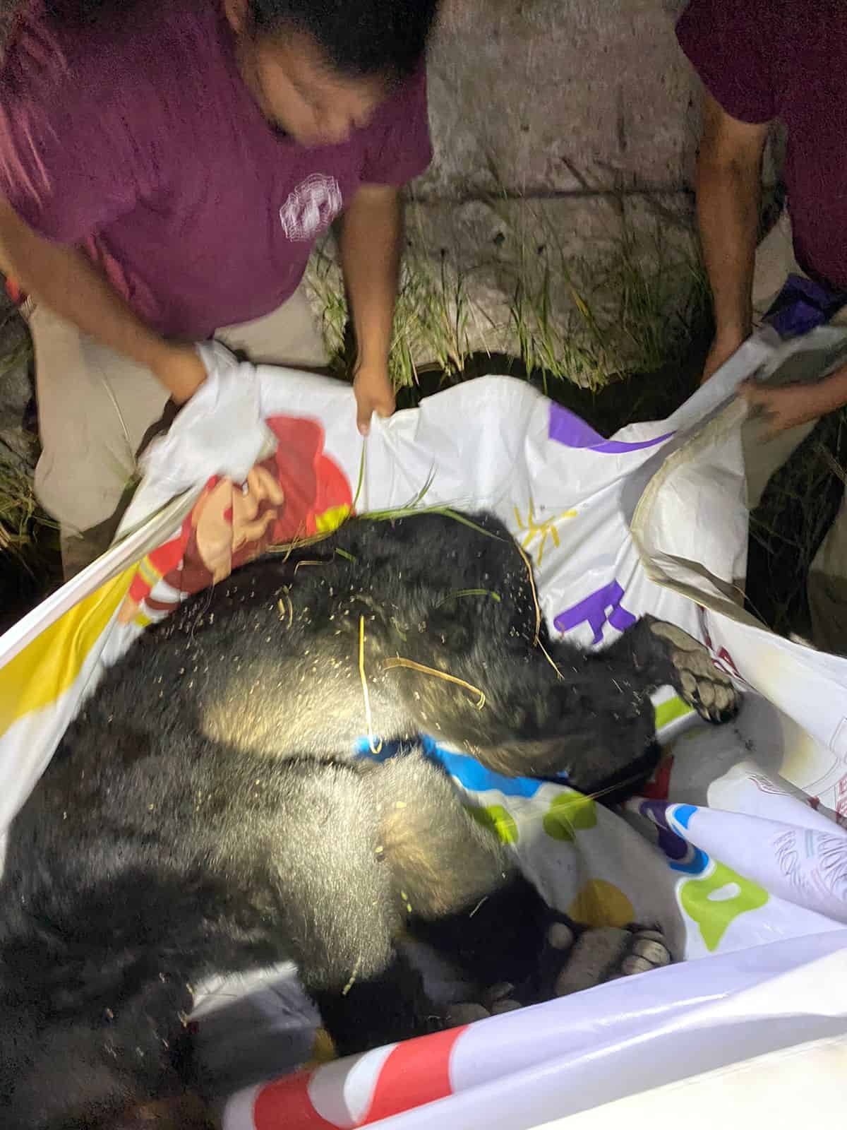 Capturan a oso en la Borja 