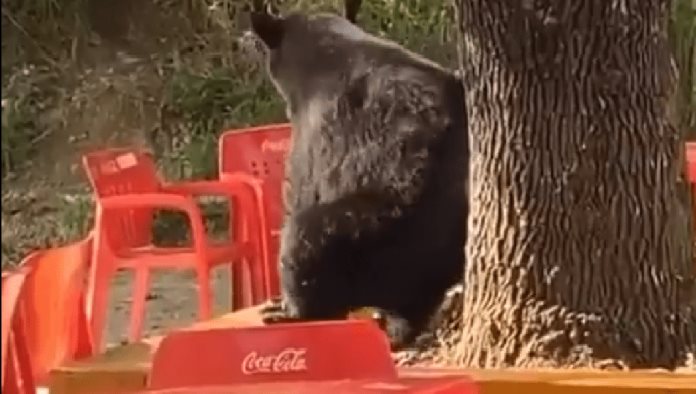 Captan a oso rascándose la espalda como Baloo en Nuevo León