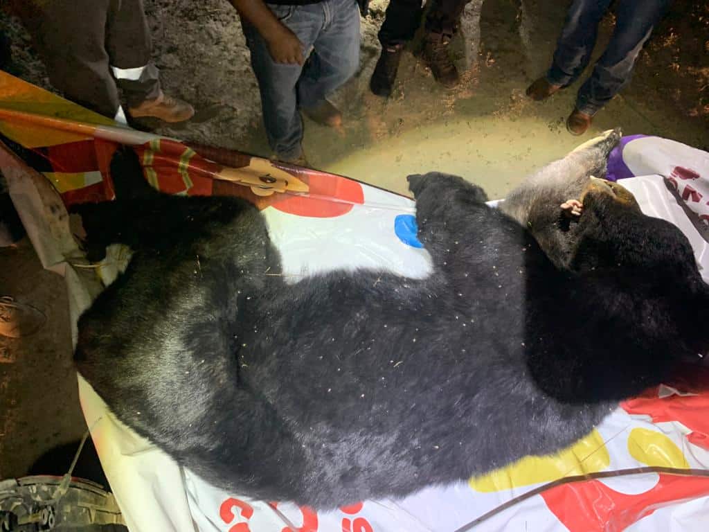 Cuidado con los osos en Frontera