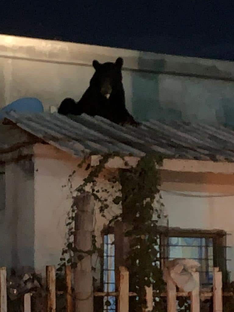 Cuidado con los osos en Frontera