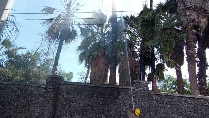 Arde palma en AHMSA