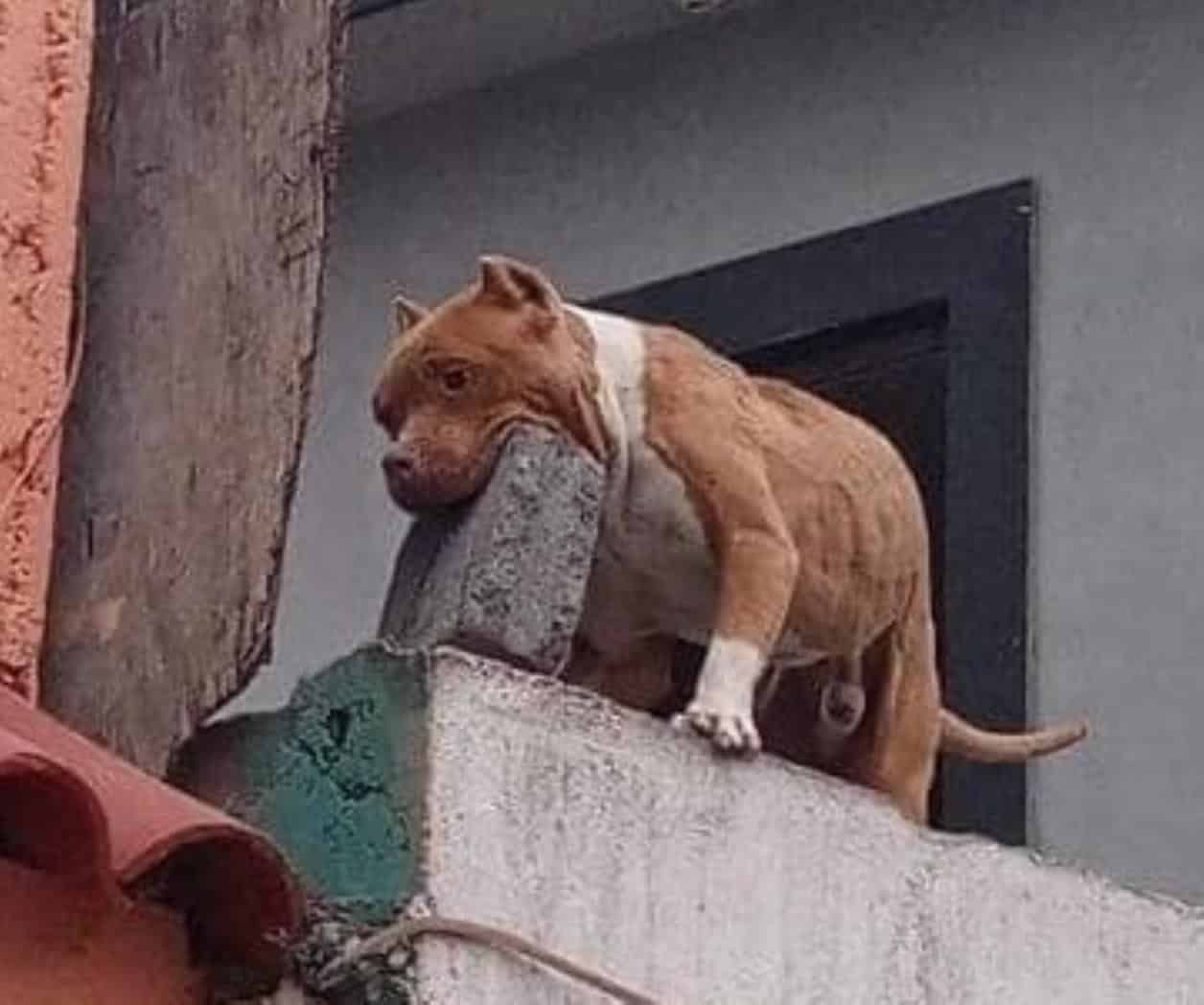 Perrito deudor lanza un block a cobrador de Coppel