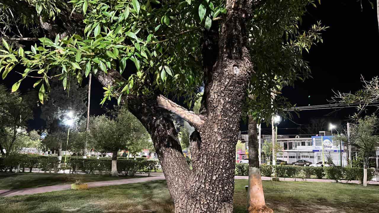 Queman árbol con vengala
