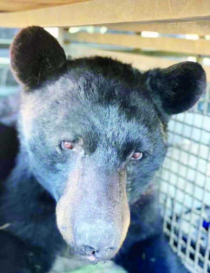 Capturan oso en Escobedo 