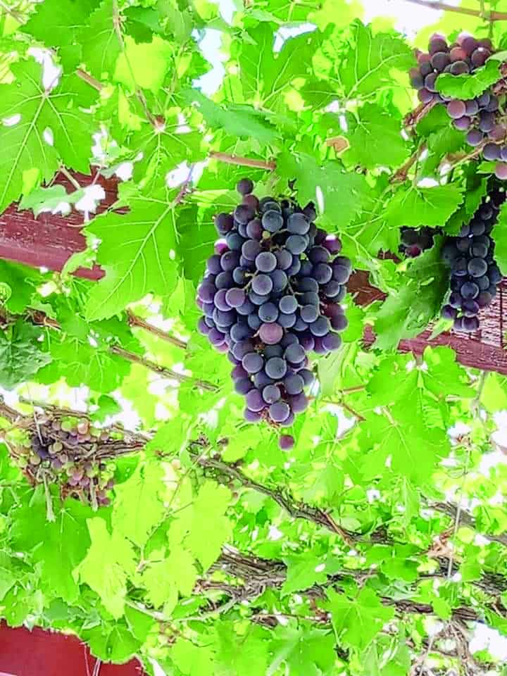 Celebra Beto Día del Vino Celebra Beto Día del Vino