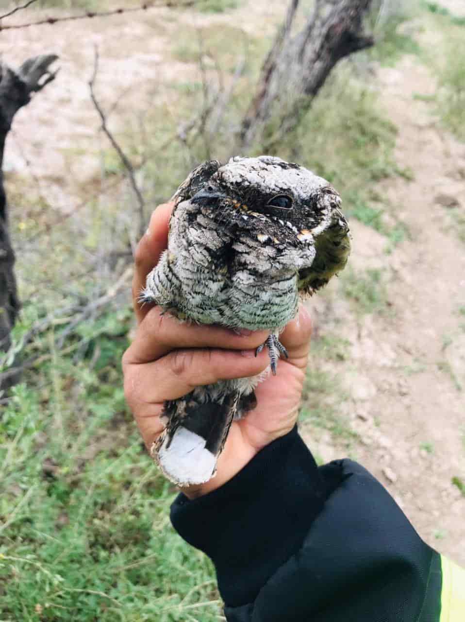 Rescatan bomberos de Frontera a gatito