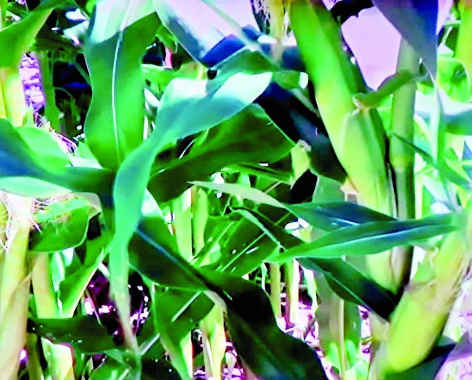 Favorecen lluvias Huertos Familiares