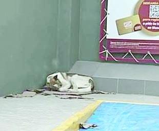 Instalan casas para perritos callejeros