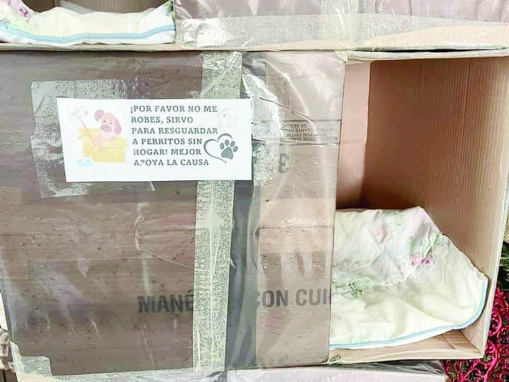 Instalan casas para perritos callejeros