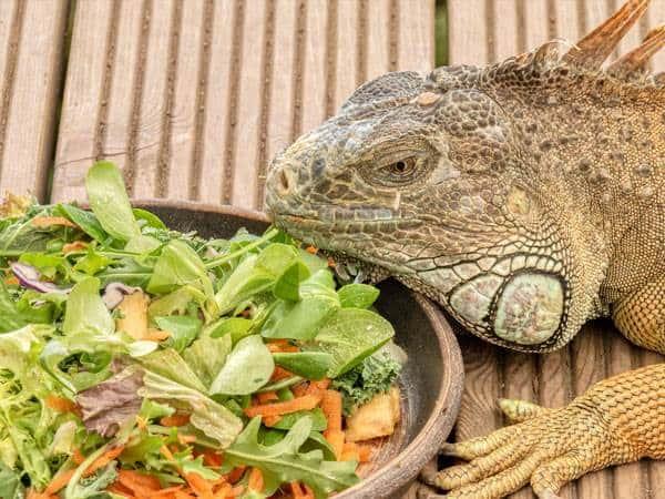 Iguanas panzonas están causando enormes cortes de luz en Florida