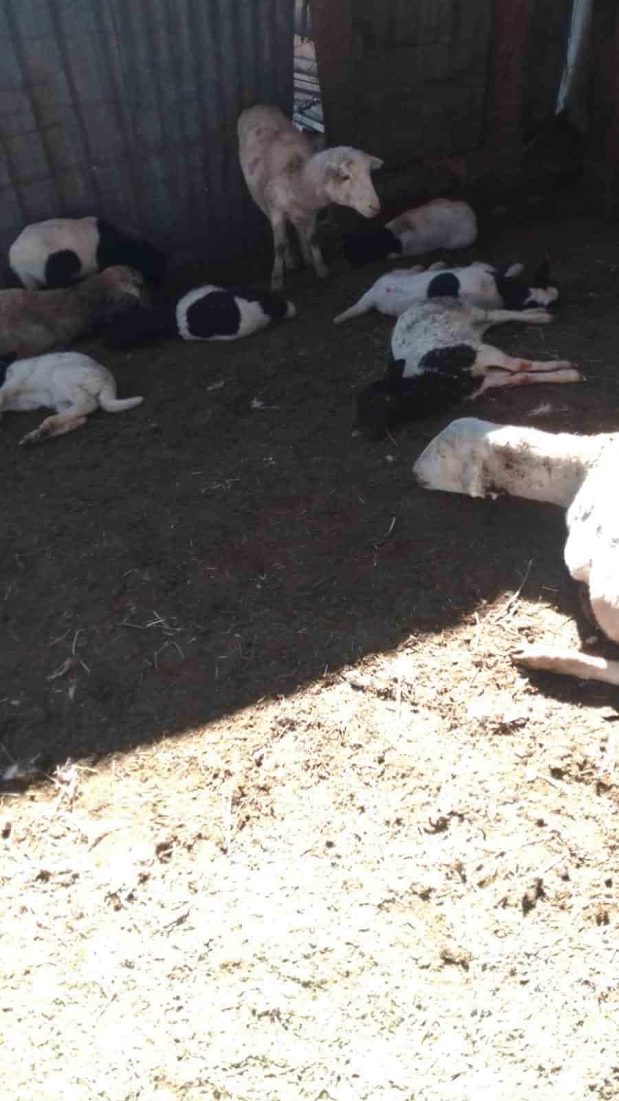 Vuelve matanza de ganado en Pozuelos