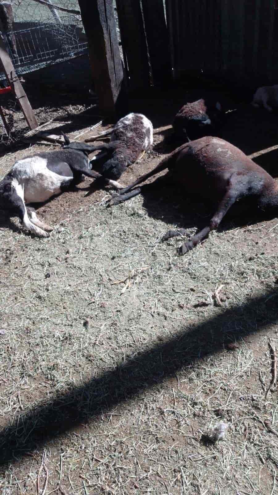 Vuelve matanza de ganado en Pozuelos