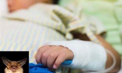 Fallece niño mordido por murciélago; se habría contagiado de rabia