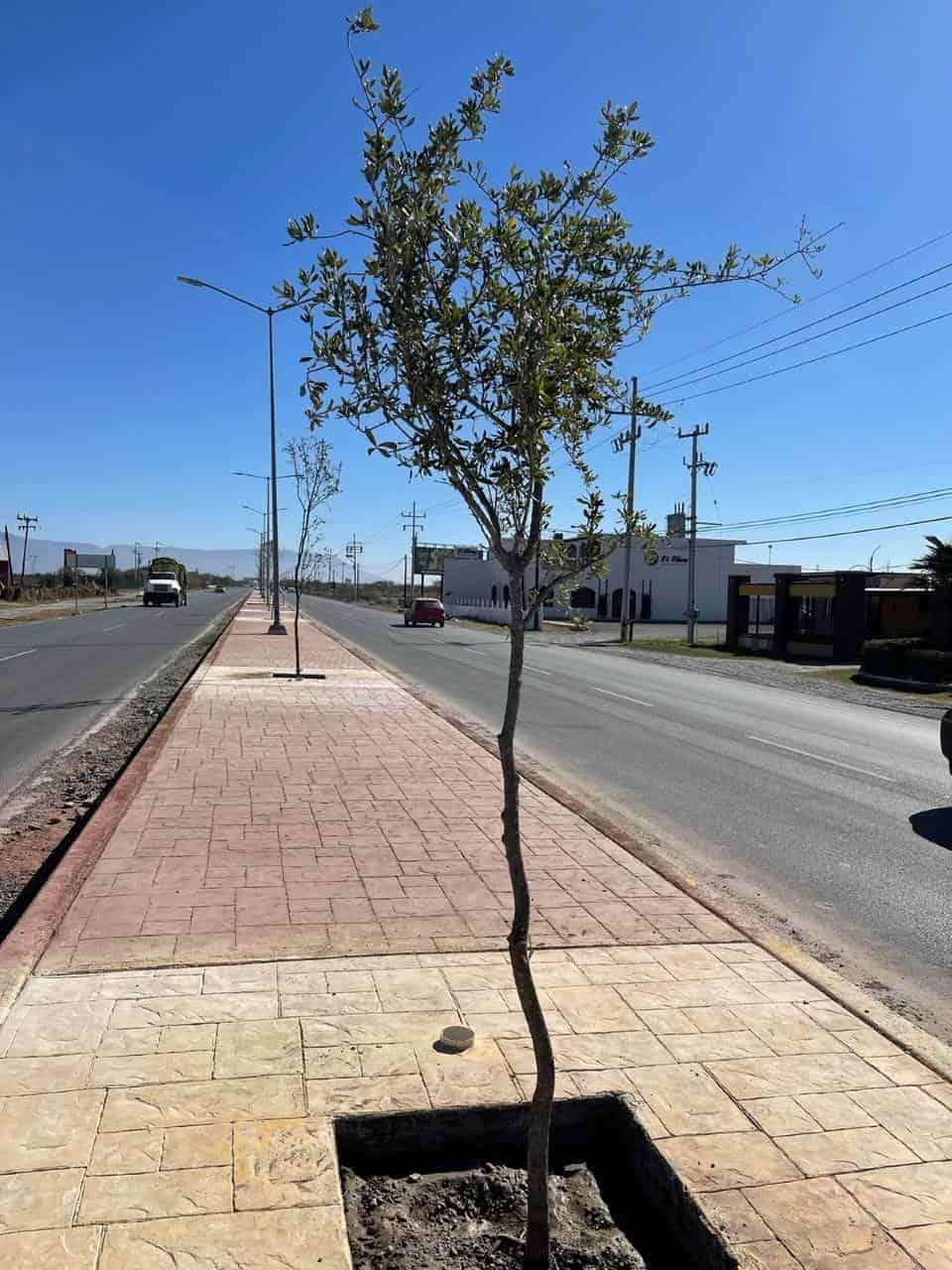 Mejora alumbrado Y camellón central