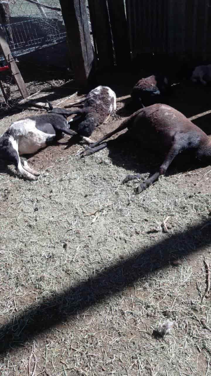 Masacran a más ganado en ejido