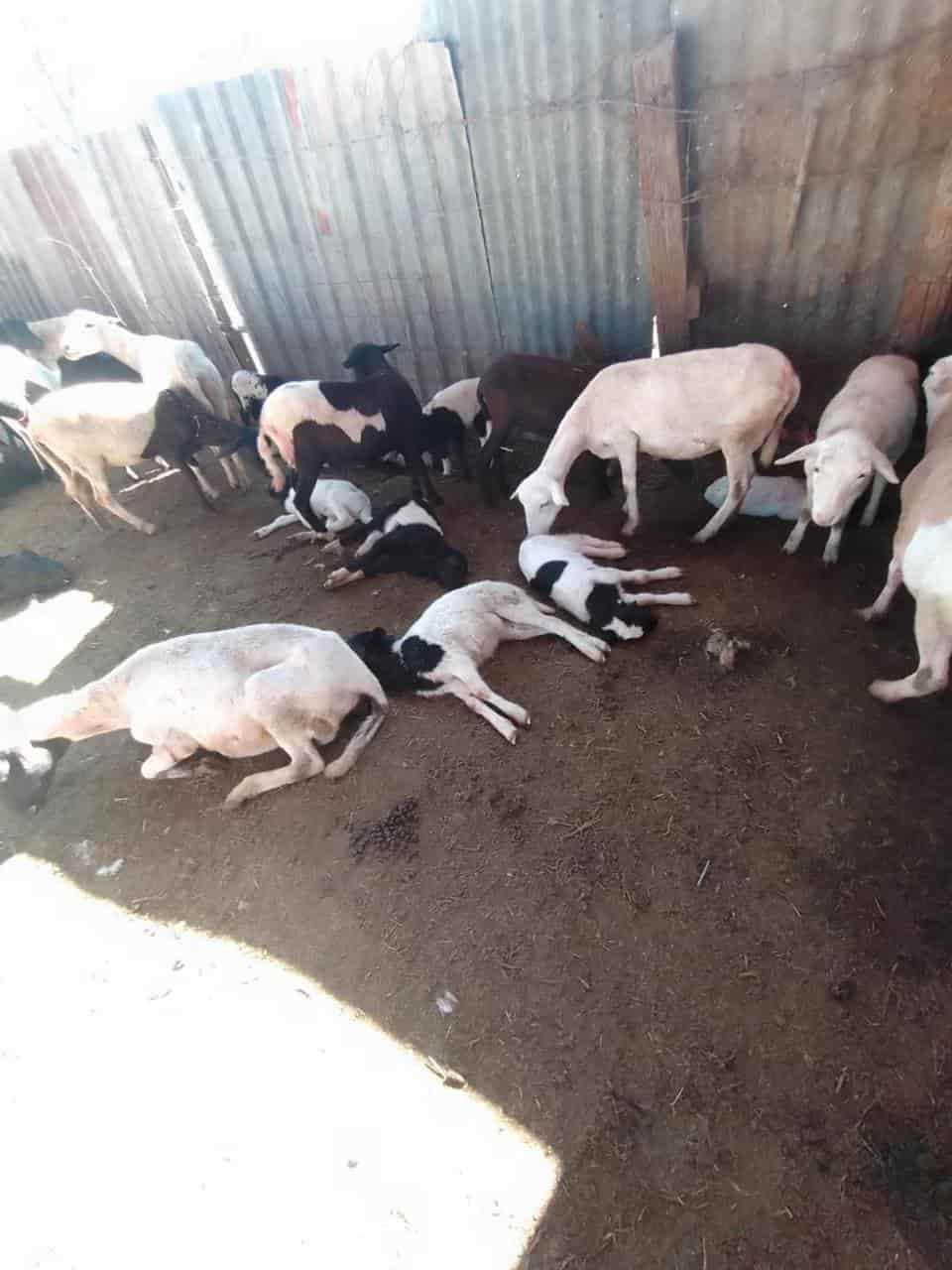 Masacran a más ganado en ejido