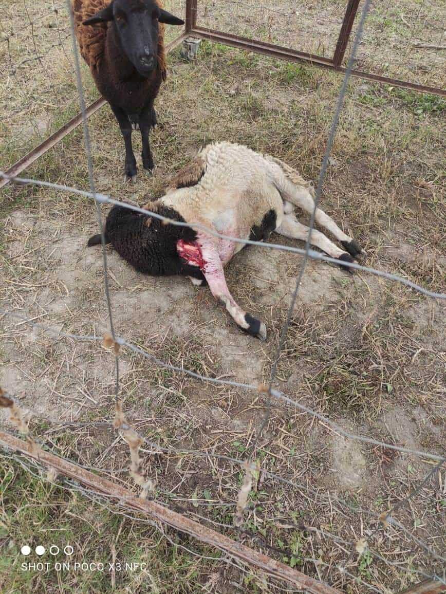 Masacran a más ganado en ejido