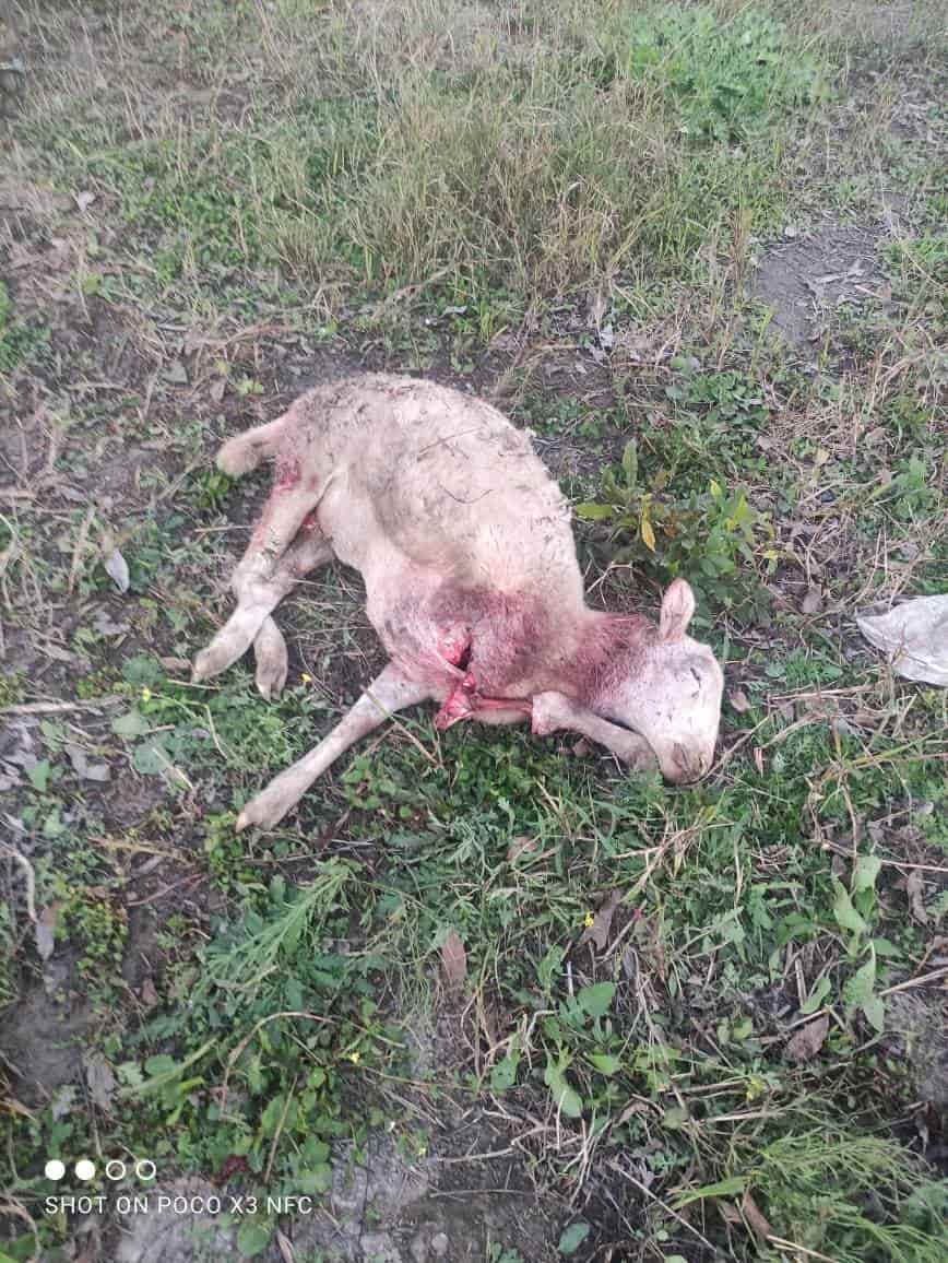Masacran a más ganado en ejido