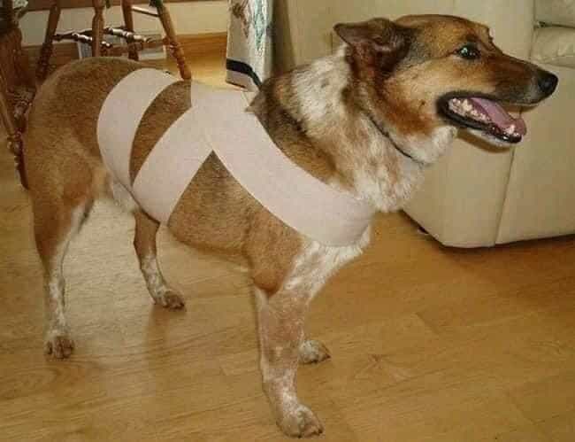 Invitan a resguardar a mascotas 