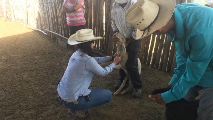 Buscan sanidad en hatos de Coahuila