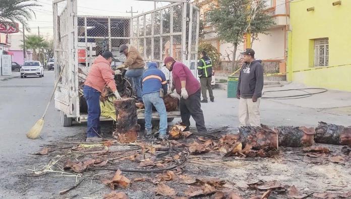 Ubican a culpables de quemar palmera