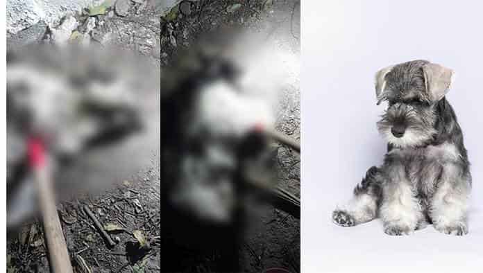 Fue doloroso ver al perrito tirado con la cara totalmente destrozada expreso una vecina.