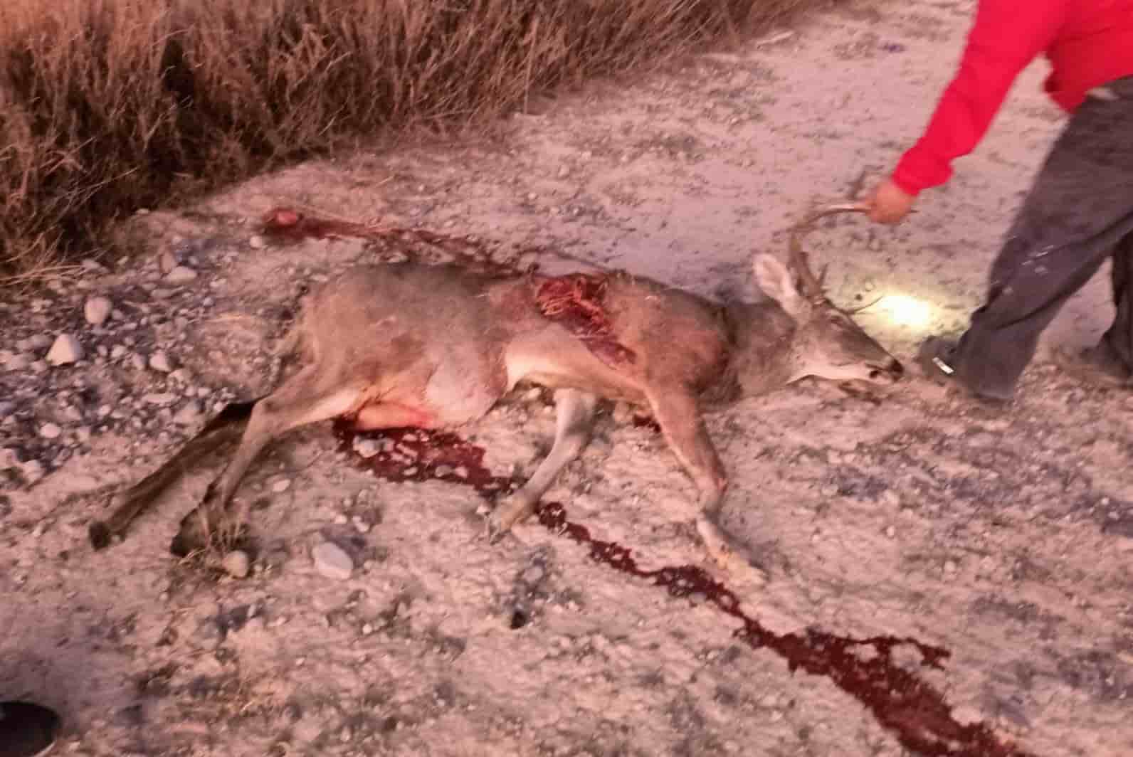Atropella y mata a ‘Bambi’