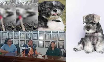 Confirman muerte de perrito; niegan haya sido por violencia