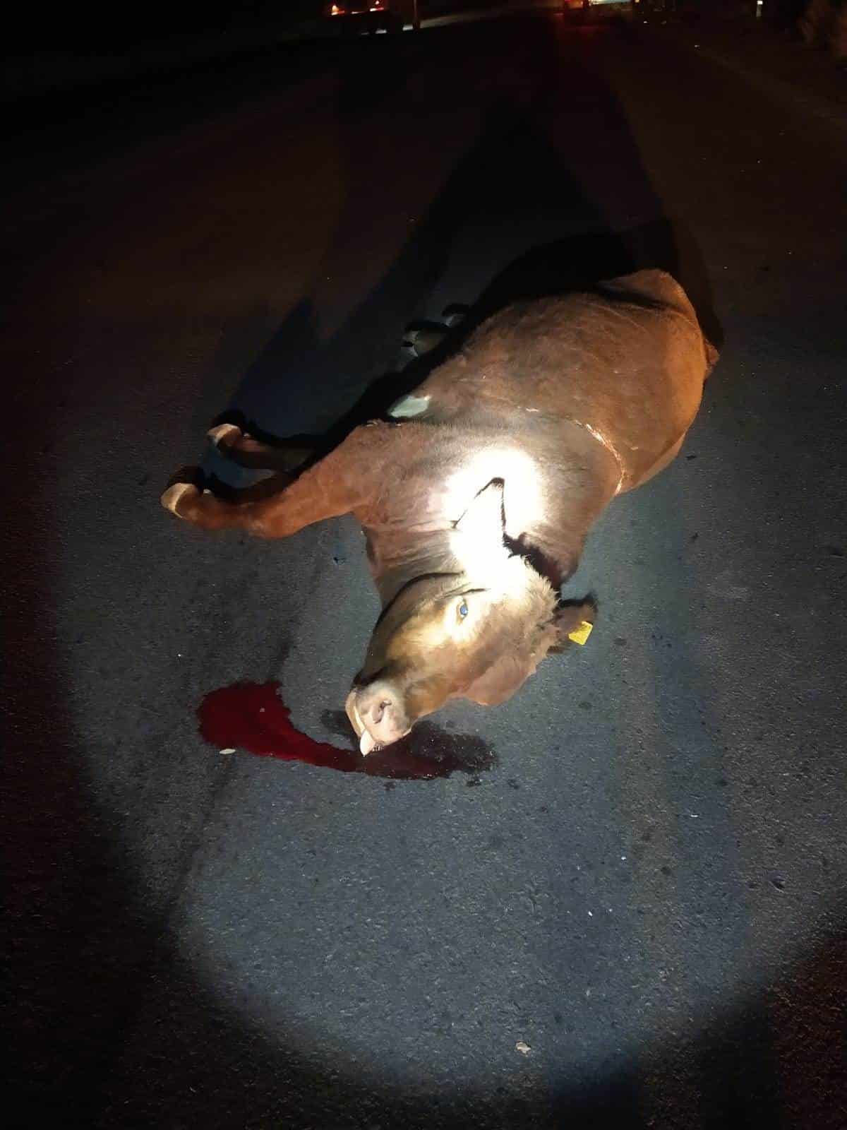 Casi muere por Culpa de vaca