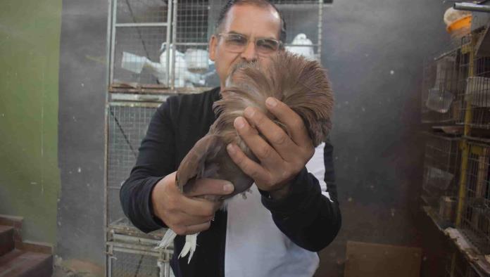 Monclovense tiene 300 especies de palomas: Busca que puedan estar exhibidas