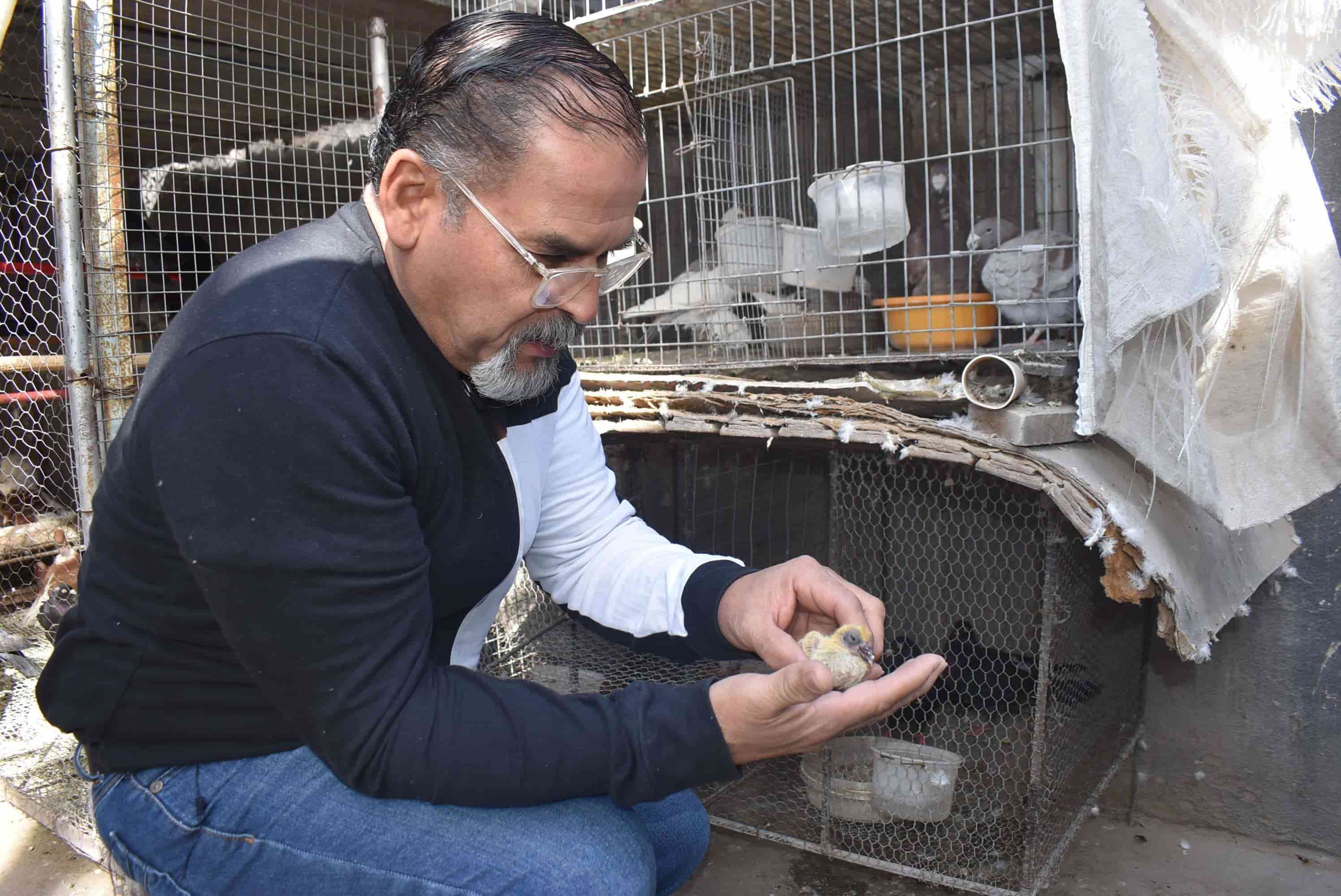 Monclovense tiene 300 especies de palomas: Busca que puedan estar exhibidas