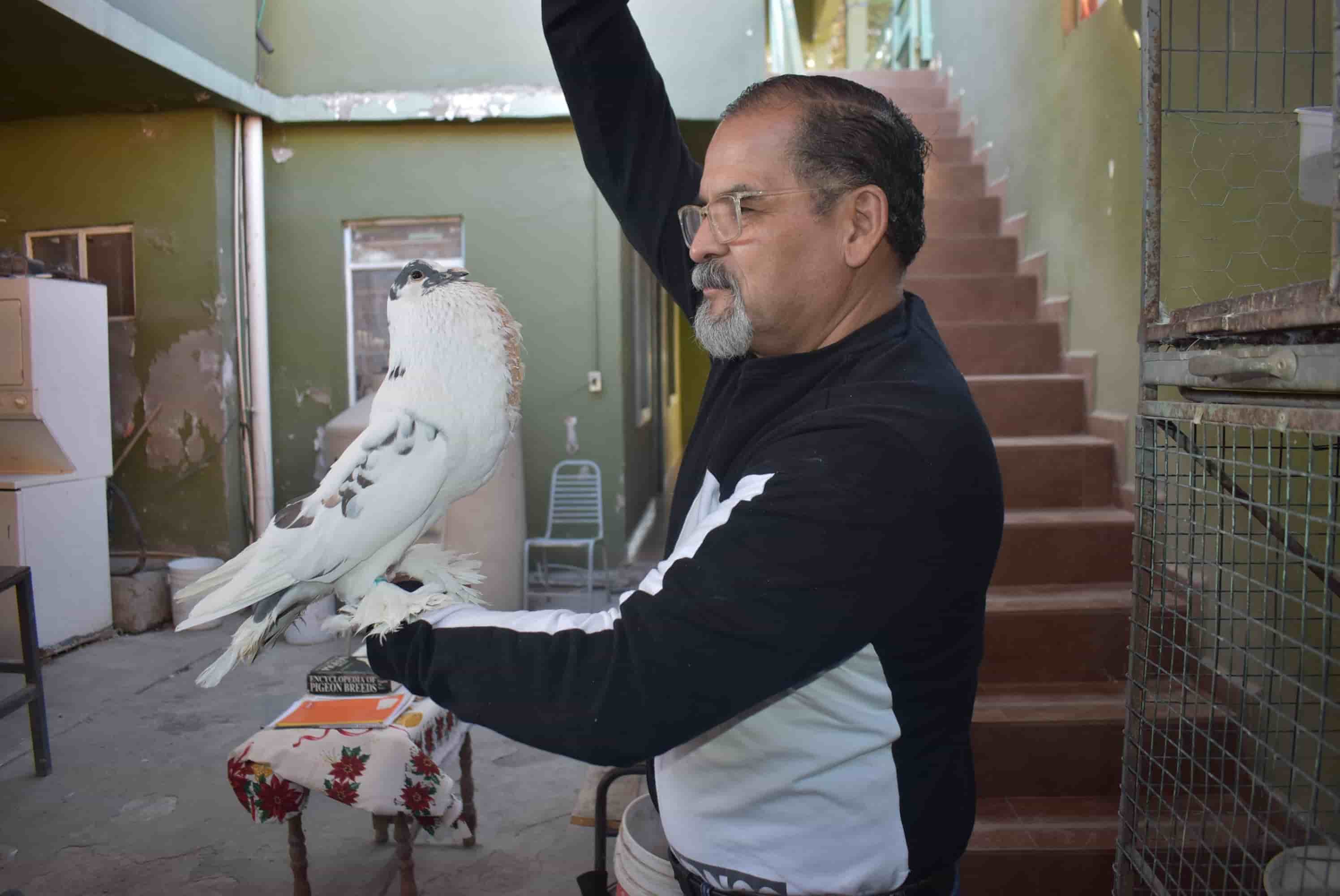 Monclovense tiene 300 especies de palomas: Busca que puedan estar exhibidas