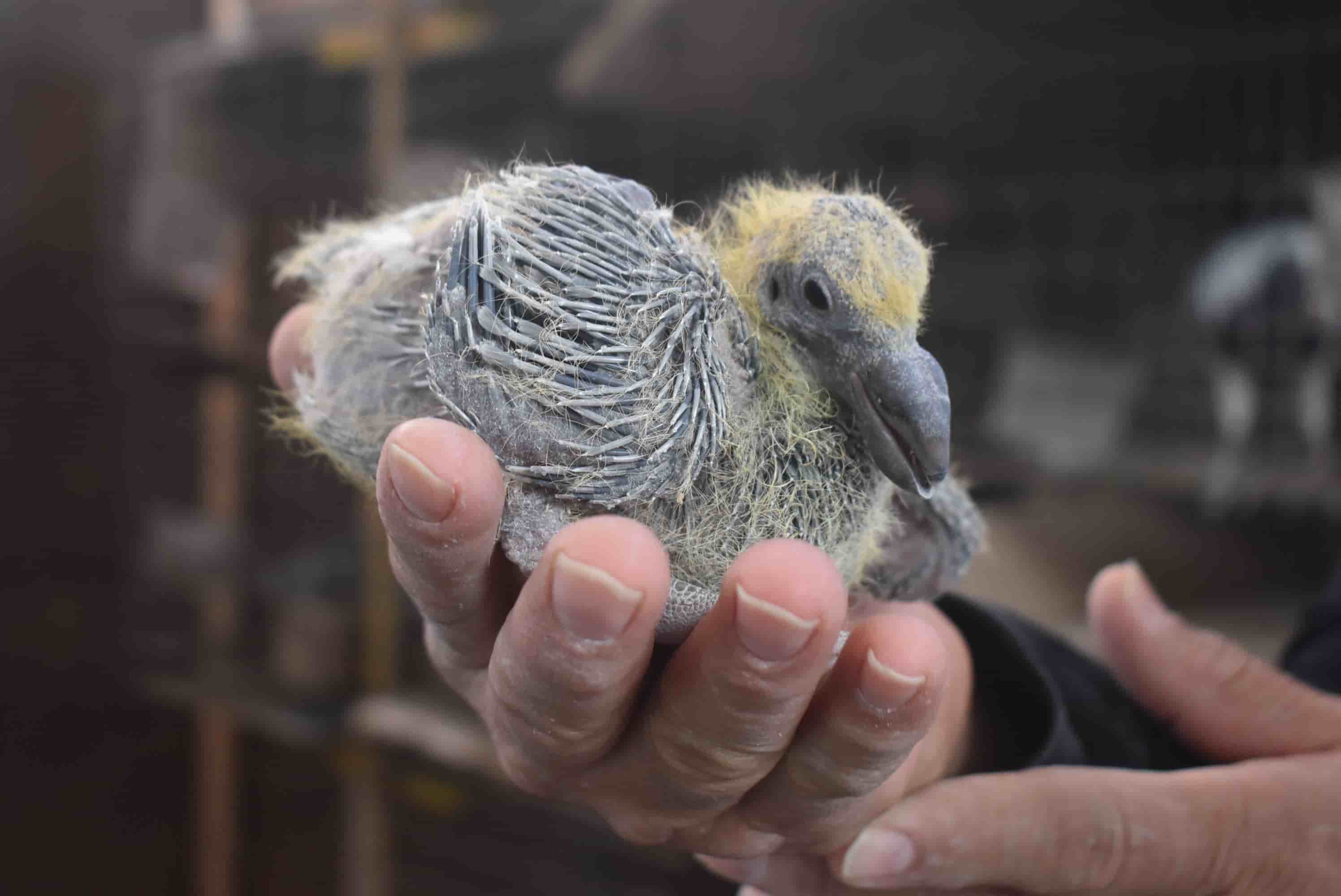 Monclovense tiene 300 especies de palomas: Busca que puedan estar exhibidas
