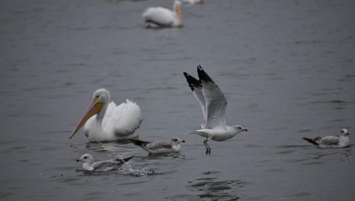 Detectan 50 especies de aves migratorias