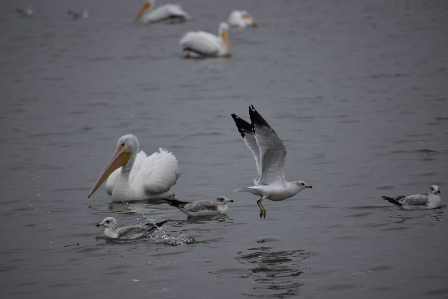 Detectan 50 especies de aves migratorias