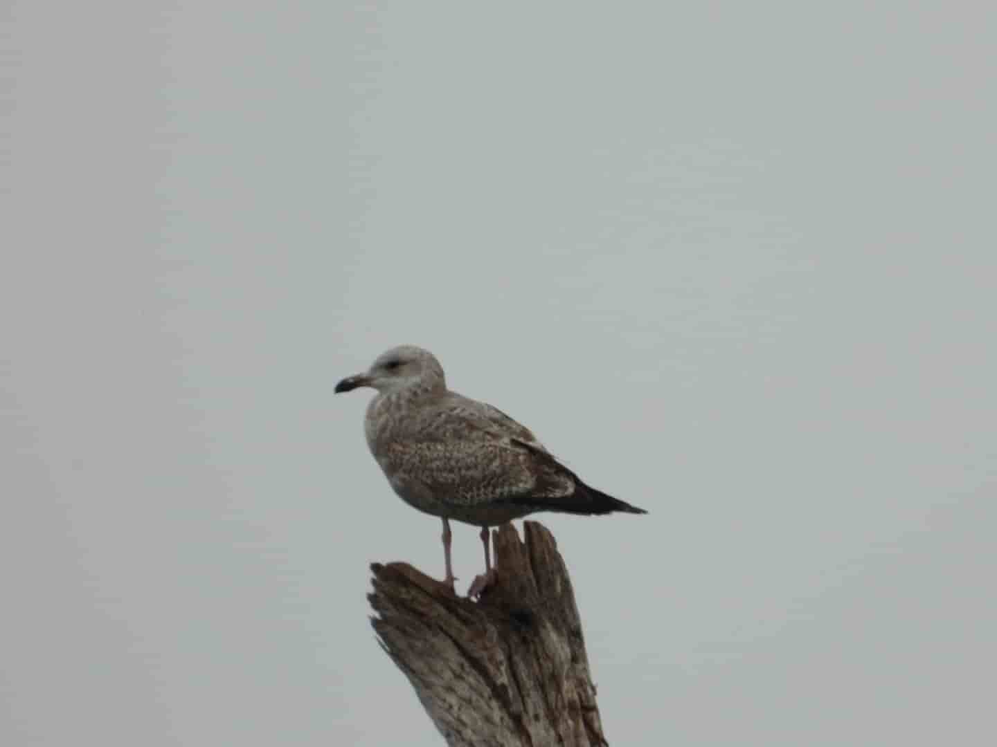 Detectan 50 especies de aves migratorias