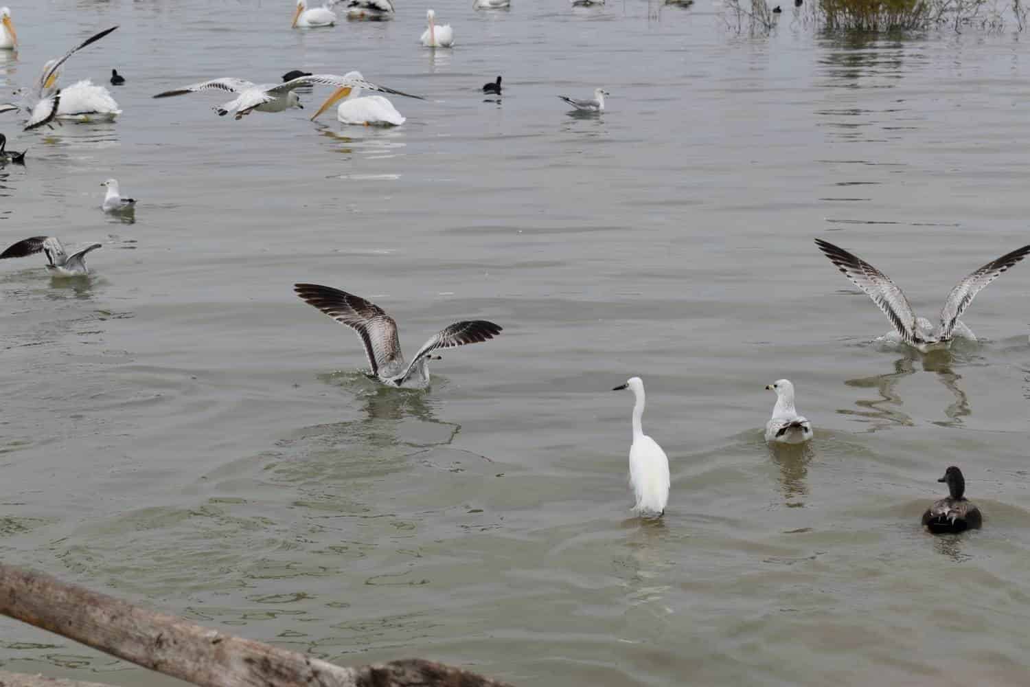 Detectan 50 especies de aves migratorias