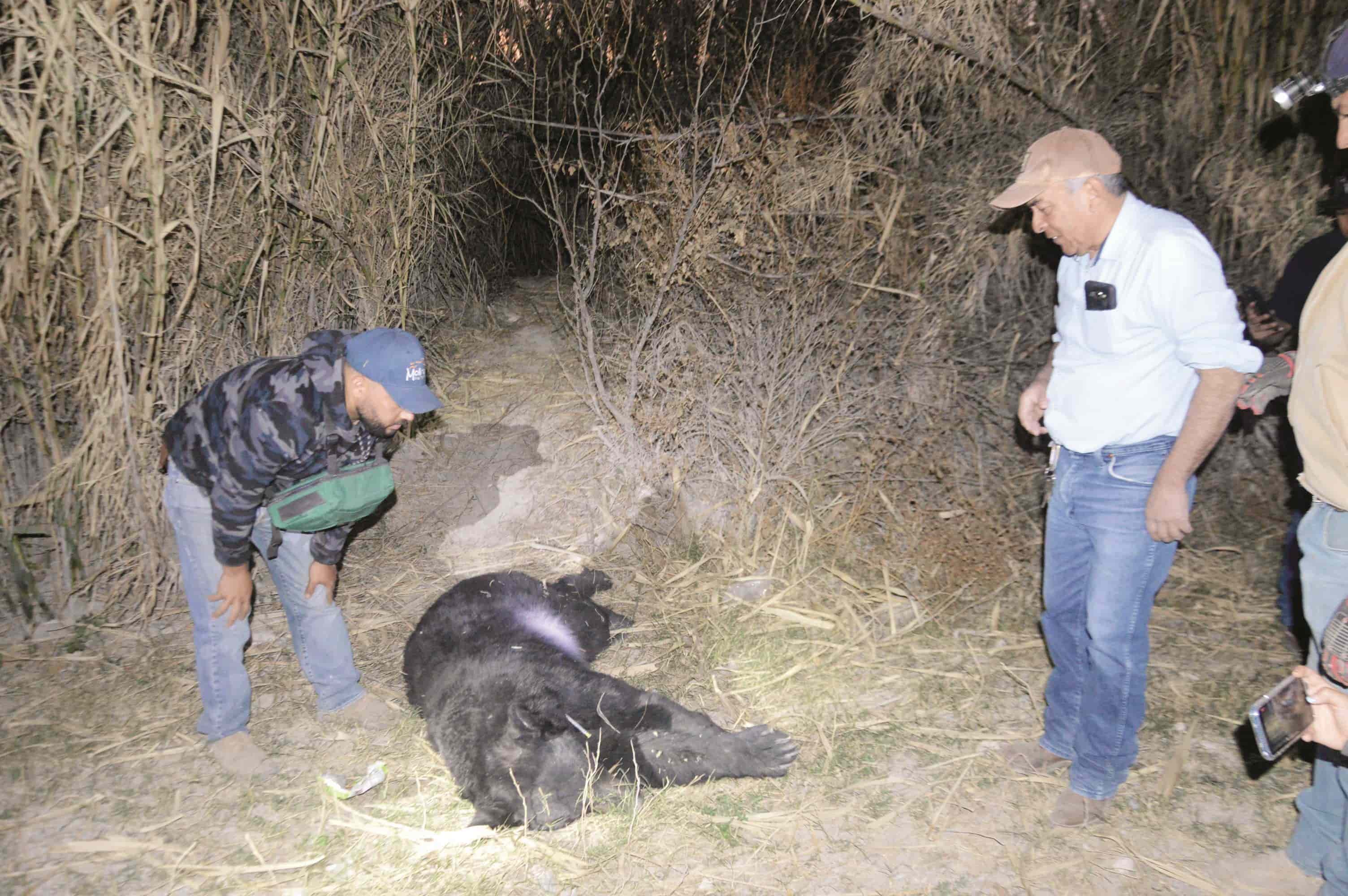 Atrapan oso en Estancias
